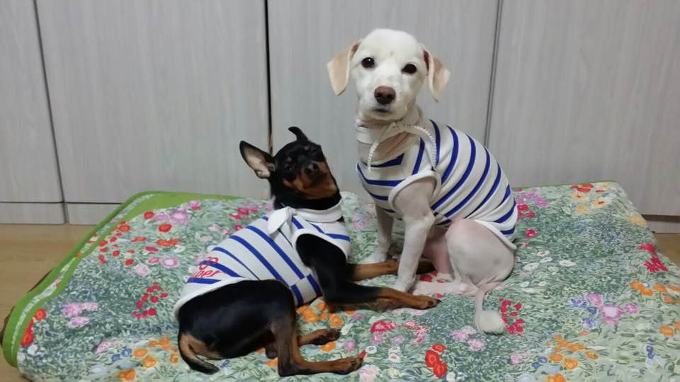 snuperofficial's tweet photo. [#실시간스누퍼]

스누퍼 동물농장 코너라고 해도 어색하지 않은 코너, 
우성군의 강아지 사진과 왔습니다:)
개띠(?) 우성과 같은 너=천국 의상 입은 
탄이와 양순이를 소개해요♡^♡

#SNUPER #스누퍼 #WOOSUNG #우성 #탄이 #양순이 https://t.co/5NAxTTsllU