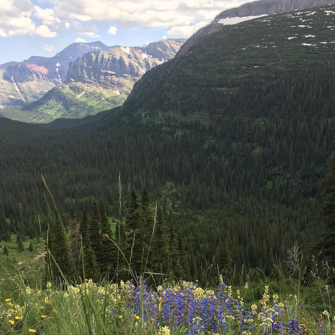 trustdisjourney's tweet photo. In wildness is the preservation of the world. #henrydavidthoreau #natureheals #getoutside #mountains #trees #wildflo… https://t.co/IvVSKM8lnT