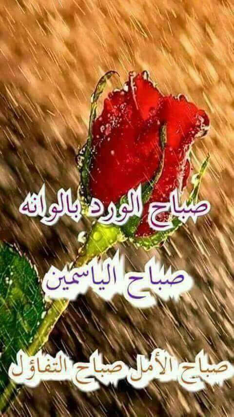 huda huda (@aedc9a16fa8b45f) on Twitter photo 