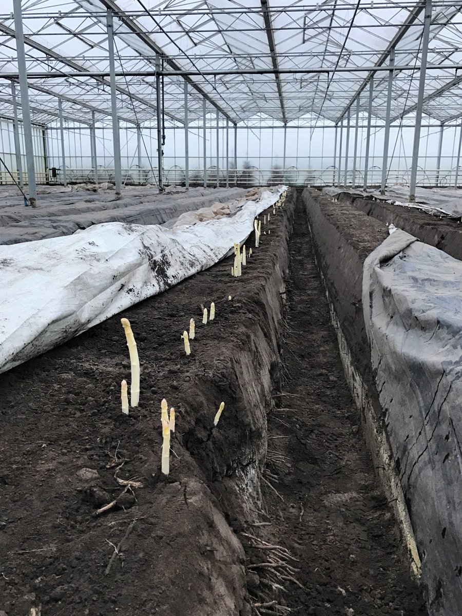 Eerste Hollandse #asperges geoogst bij <a href="/tebozAsperge/">TEBOZA</a>! Lekker mals en perfect van smaak: bit.ly/2kj7DDs