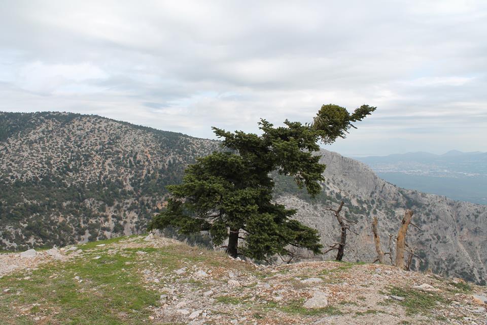 GreeceGuideline's tweet photo. Parnitha Mountain #greece #grece #grecia #attica #parnitha #Griechenland #греция 
https://t.co/ZVrfArE5EA https://t.co/m3TkfwVSSw