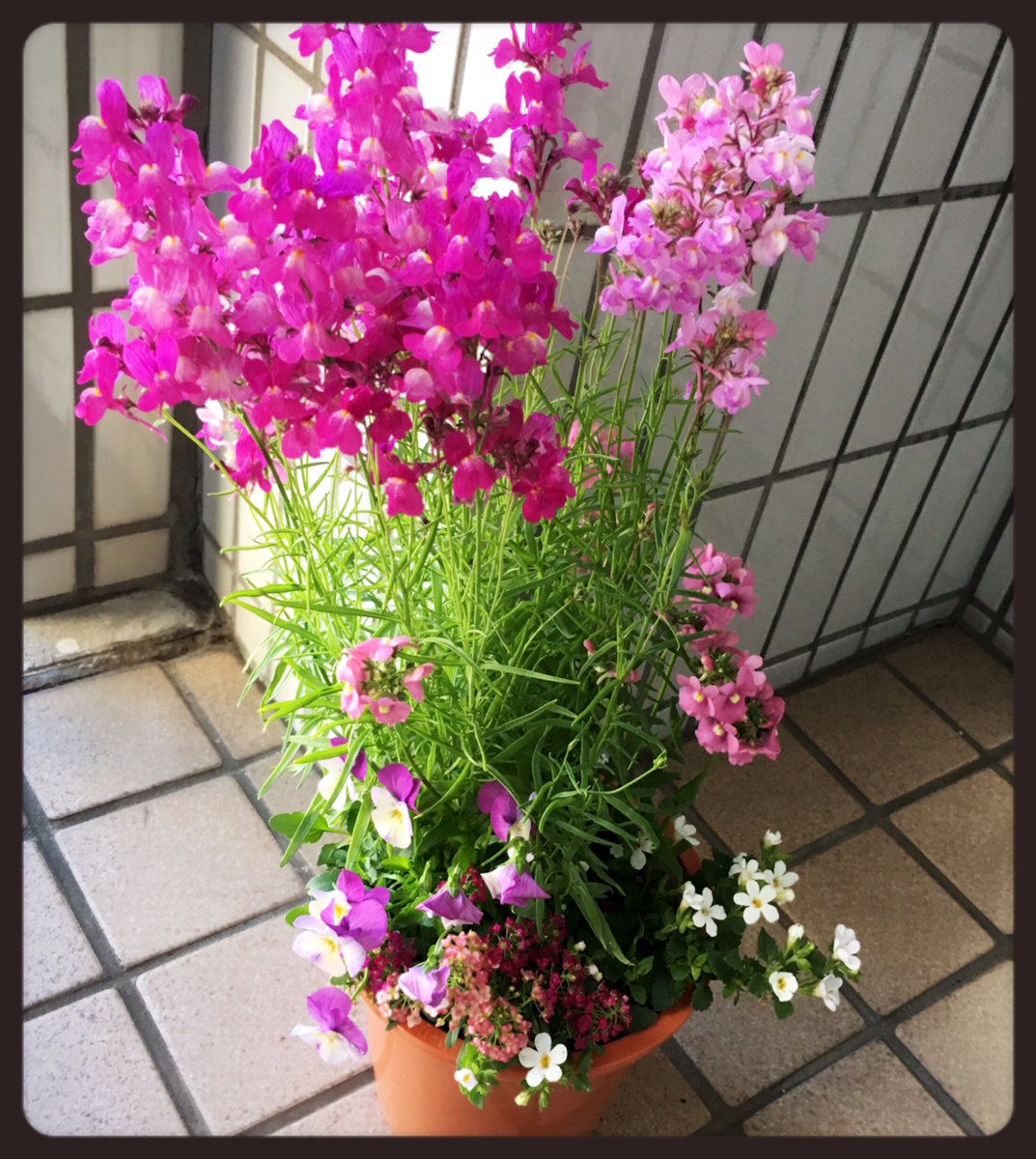 高橋慈子 در توییتر オフィス近くの園芸店で 寄せ植えを買ってきました 5種類の春の花が植えられていて可愛い 他の色もあり 週末 自宅に黄色の組み合わせを買ったのでした オフィスは明るく キュートなピンク系で Flower Hearts 八ヶ岳さんが生産されているそう