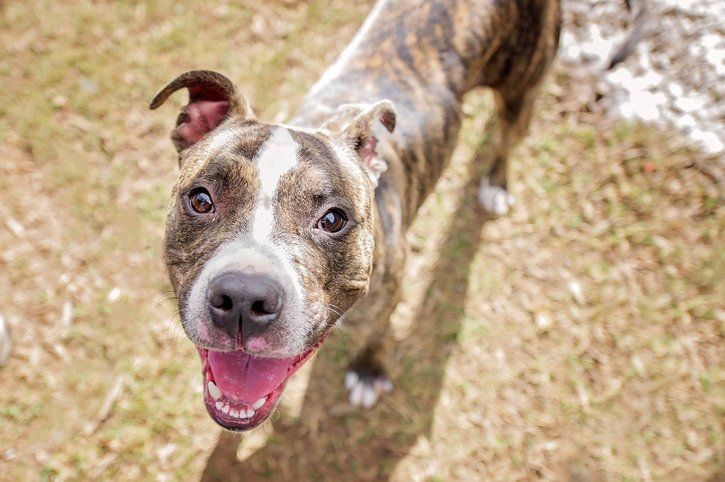 ArKfund's tweet photo. What do you need for a newly adopted #dog? Find out: https://t.co/gvnKGZffgh #dogs #adoption #rescue #petcare #love https://t.co/RudE2NfO3L