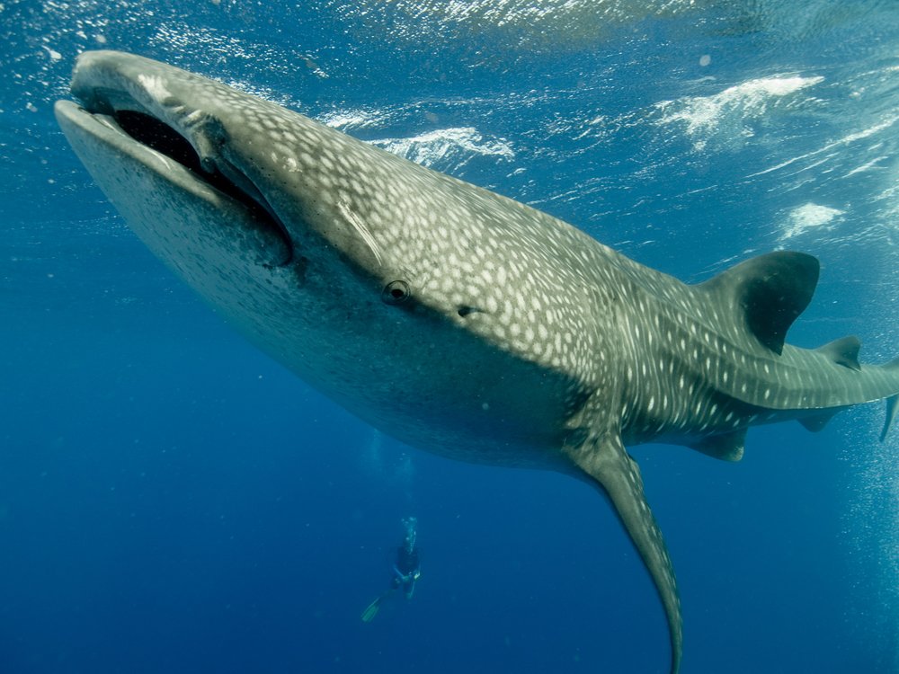 #DidYouKnow that whale sharks can give birth to over 300 pups at a time? bit.ly/28QcYKU