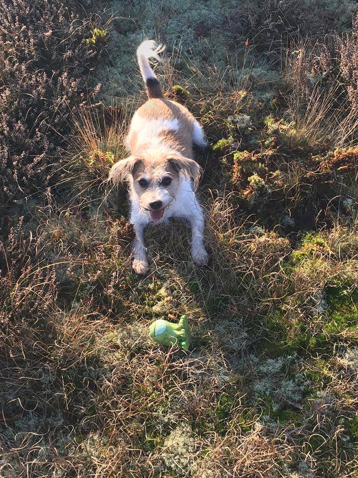 CottageProspect's tweet photo. "Thanks again for letting us stay at the cottage, I really do love it, it's so perfect for me and dog Finleigh."#ProspectCottage #Norfolk https://t.co/1AHPnwQRg4