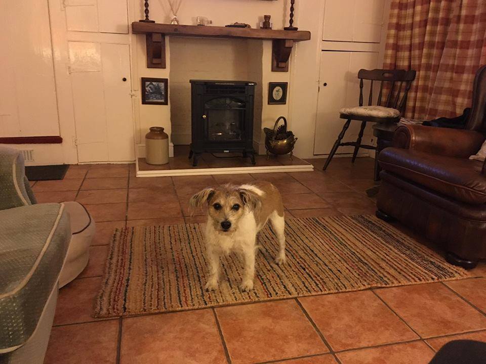 CottageProspect's tweet photo. "Thanks again for letting us stay at the cottage, I really do love it, it's so perfect for me and dog Finleigh."#ProspectCottage #Norfolk https://t.co/1AHPnwQRg4