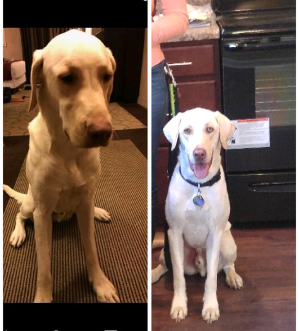 Before and after I sent him to Diabetic Alert Dogs of America for retraining.   The left on each photo