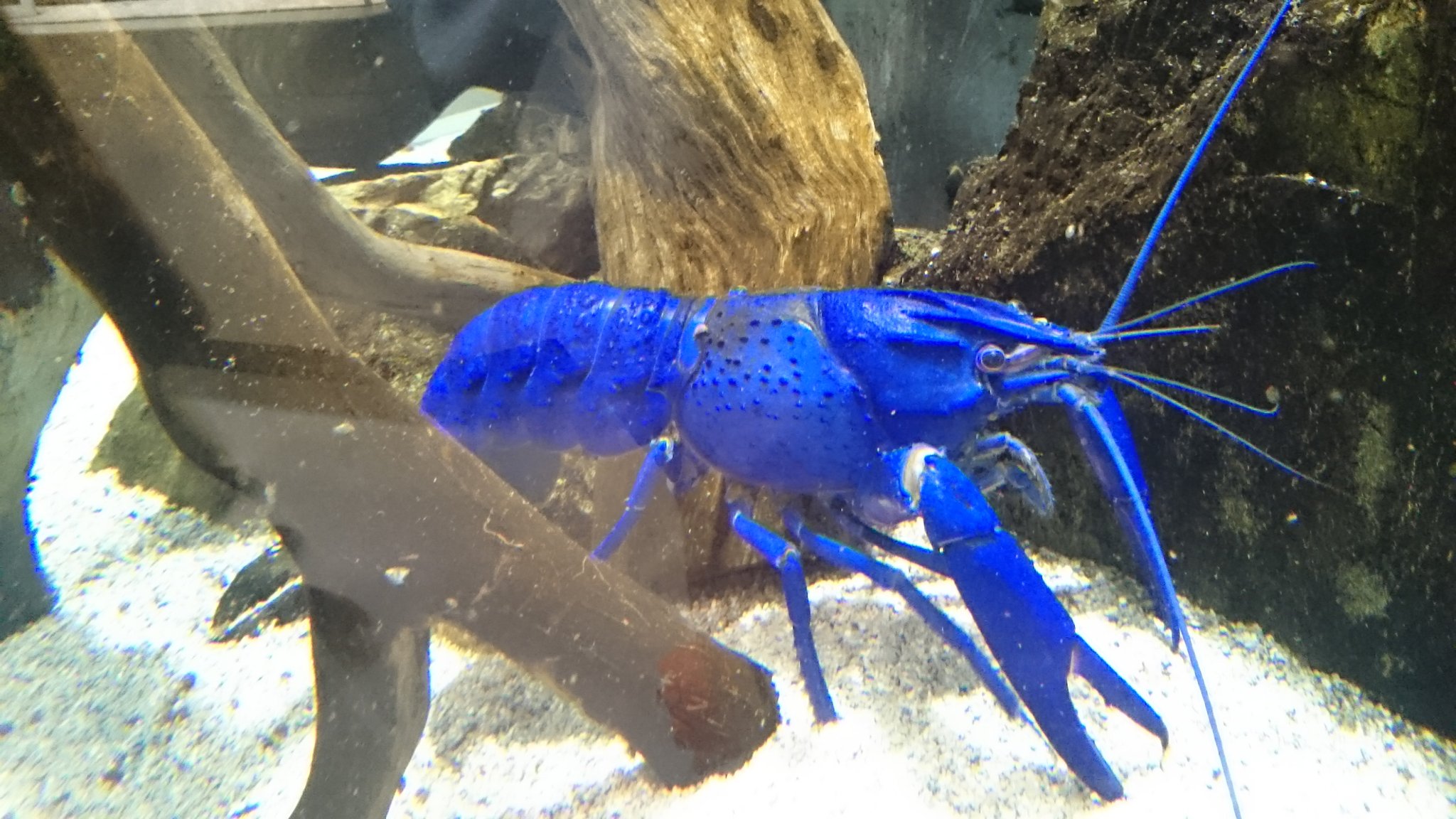 ブルーマロン Twitter Search Twitter