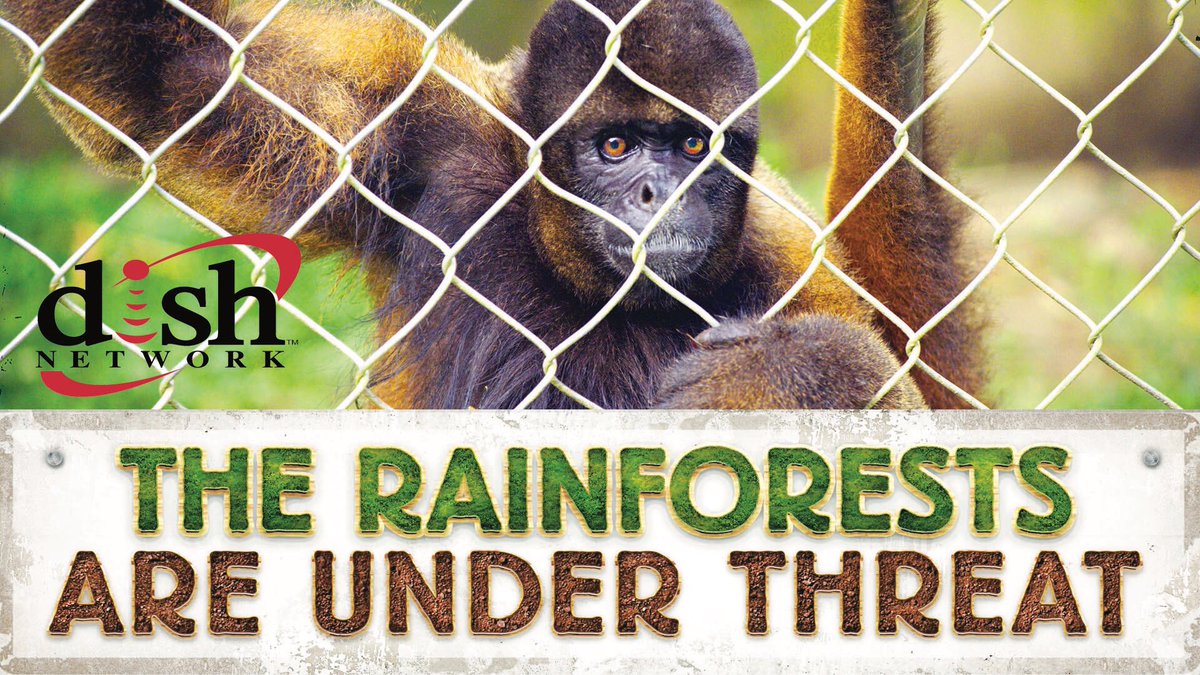 rainforestsperu's tweet photo. Watch digitally HD now on Dish TV - A new multi-award winning documentary film - #angenieuxlenses  #environment #pollution #deforestation https://t.co/5K8VuRkcZP