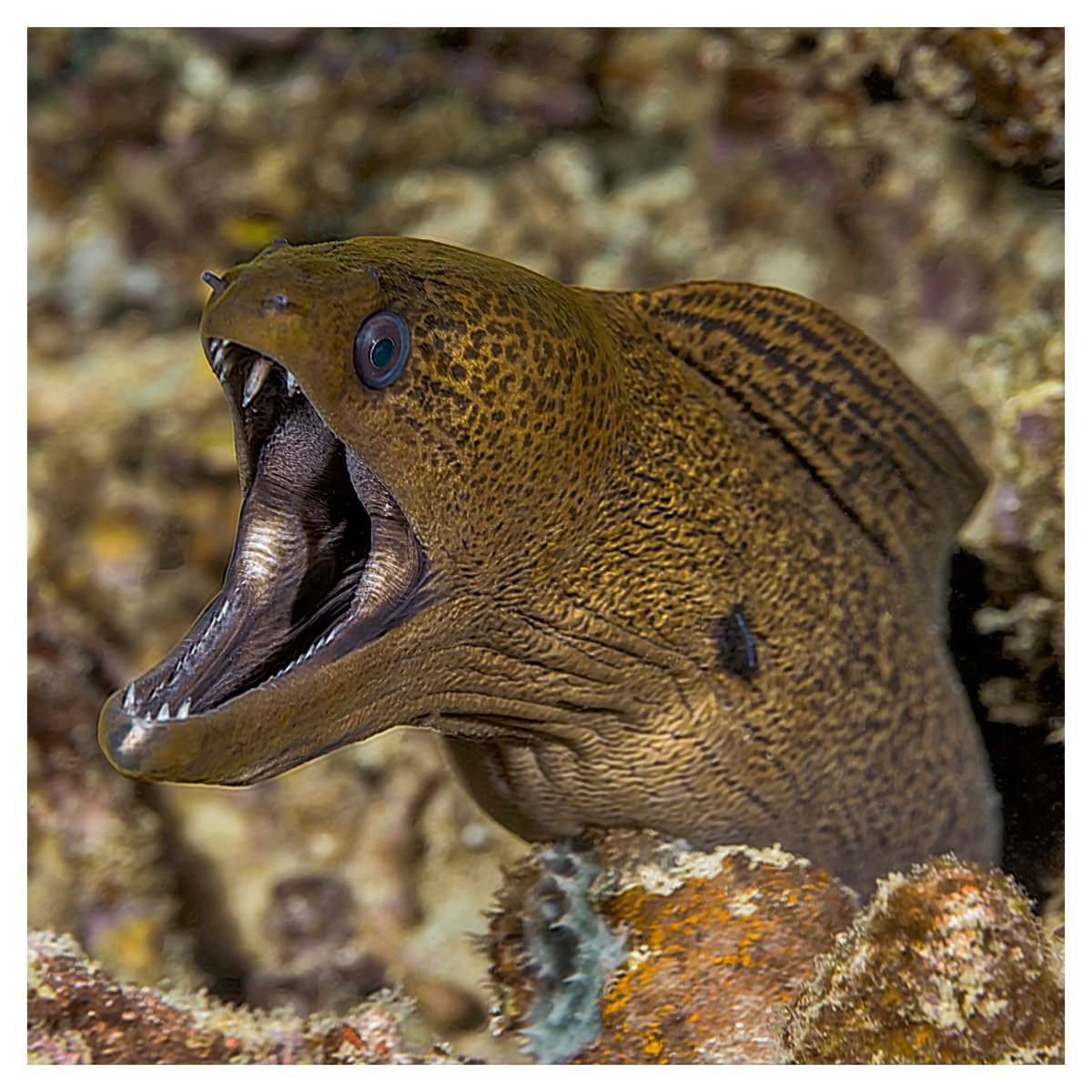 pschoema's tweet photo. Yellowmargin Moray #yellowmargin #moray #eel #teeth #gold #eye #photography #underwater #scuba #attack #creature #scary #wildlife #wild https://t.co/5dN8cfeyFF