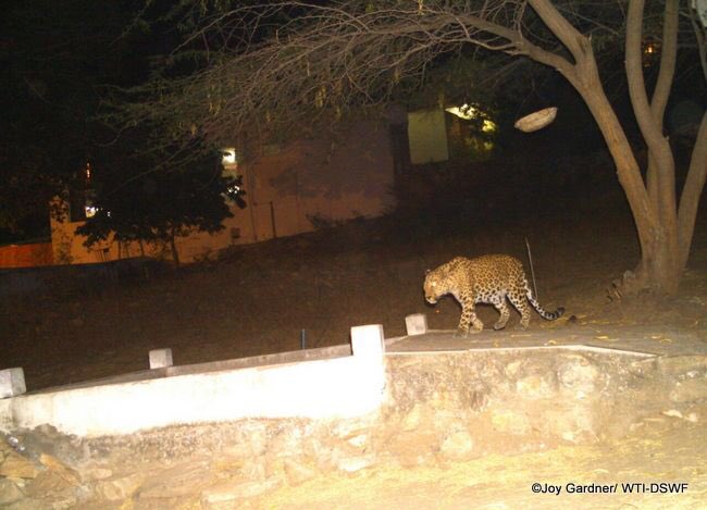 wti_org_india's tweet photo. We sensitised #communities in #Rajasthan on living with #leopards πhttps://t.co/L1OSWNI2nj & avoiding #carnivoreconflict @vivek4wild https://t.co/EPjTWk95ac