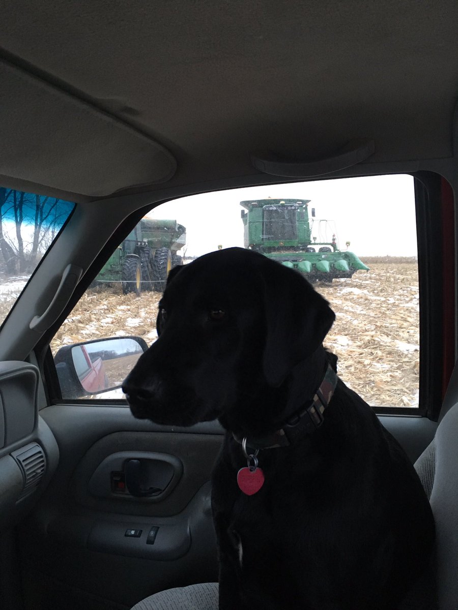 jeremiahkorfe's tweet image. Yes I know! My corn should already be off...
Down to 150 acres #needmorestorage #orlessacres