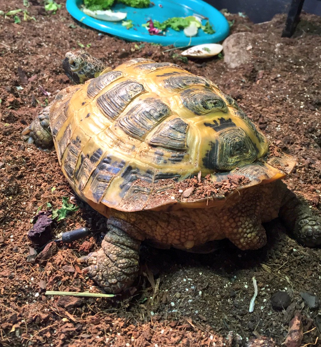 Not_Interesting's tweet image. At least tomorrow is #turtlebutttuesday