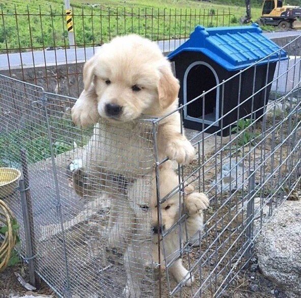 BarkeryBox's tweet photo. Teamwork! 😂 https://t.co/tFfFliSdla