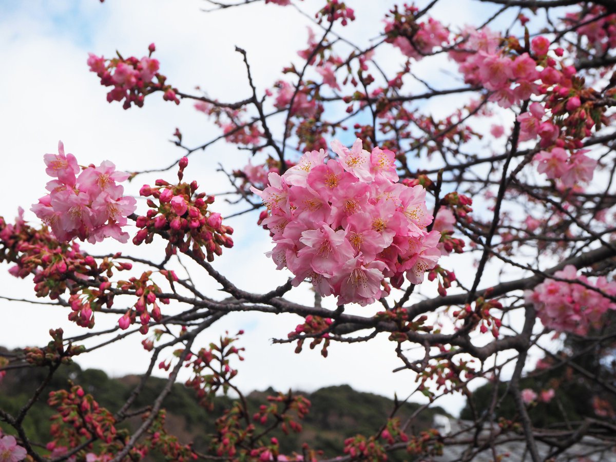 情報 開花 河津 桜