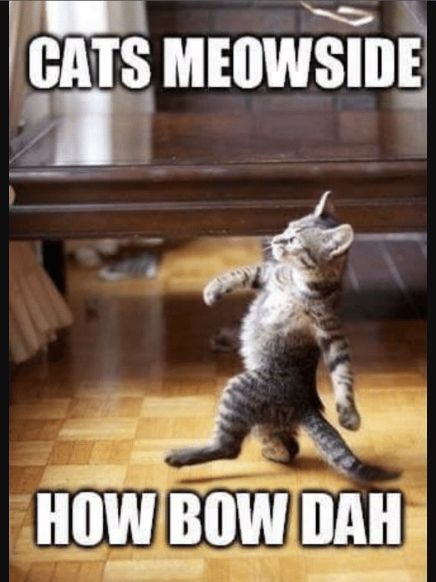 Robt3k82two's tweet photo. @TheJaredLord like this cat picture https://t.co/RDCAtRYtmO