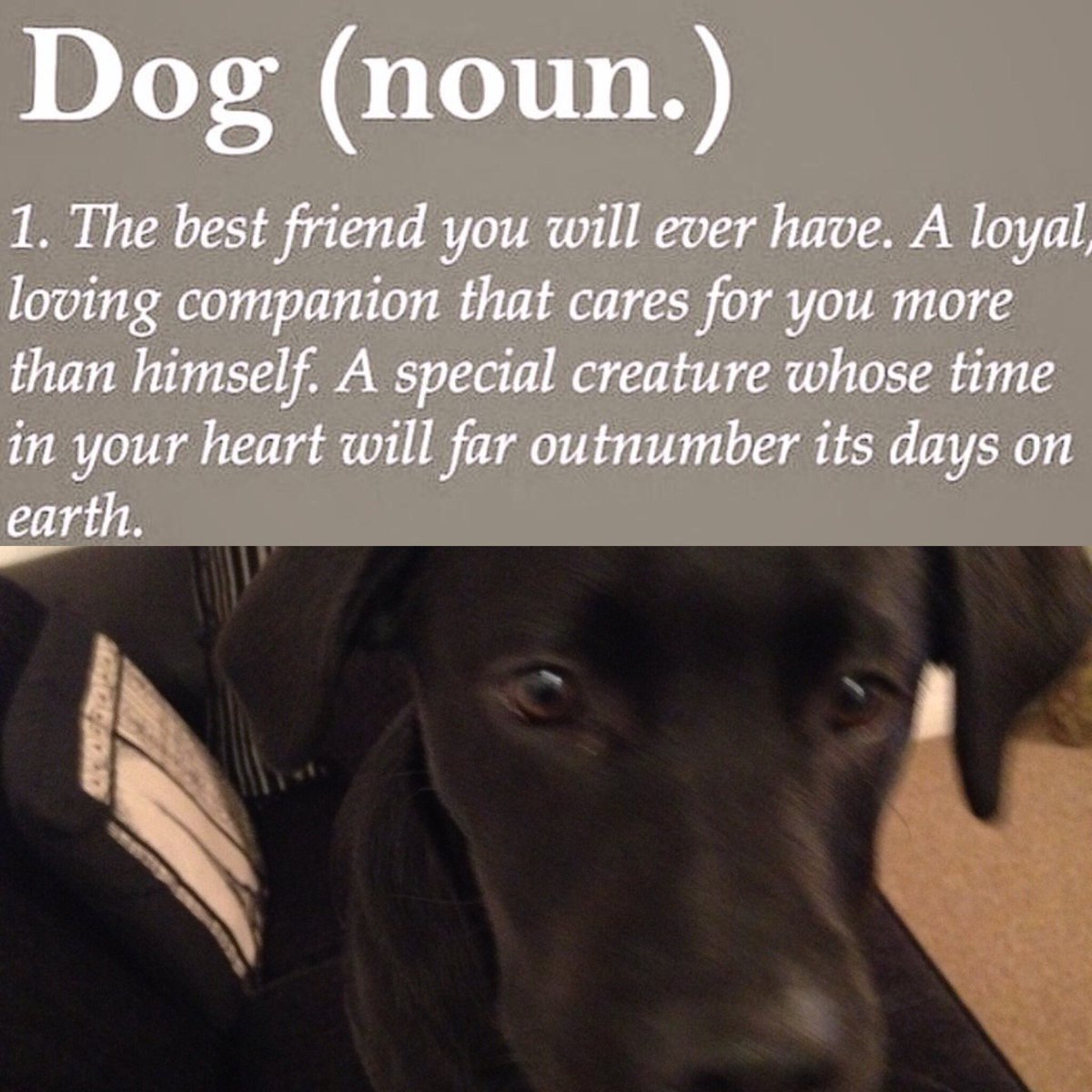 PoppyPawspets's tweet photo. Yep. #labradorretriever #wilmslow #cheshire #dogwalker #bramhall #cheadle #hazelgrove #styal #dogsarelove https://t.co/mHHVZ8YSMS