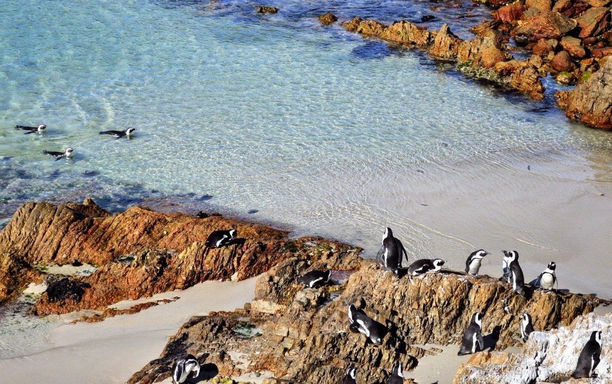 LloydDeJongh's tweet photo. Boulders Beach and Penguins, Simons Town.
#CapeTown #southafrica #westerncape #capeshoot #brand_sa https://t.co/6t9cQ6TZPO