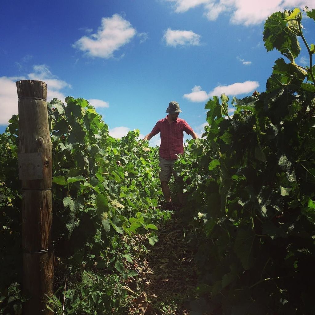 drinkingSCW's tweet image. In the #closeplanted #shiraz vineyard down #geelong way today. Just one of the 2017 #small… ift.tt/2kbceFV