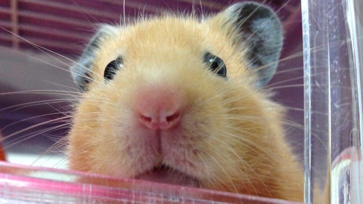 弱い自分を偽っても

言葉の端々にでてきちゃうもんだよ

認めちゃえば楽なんだけどね

そうもいかないみたいだね

#ハムスター #hamster #キンクマ #言葉 #モフモフ
