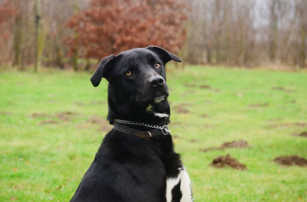 DogloverAri's tweet photo. Goedemorgen! Veeg de slapers uit je ogen. Er is werk aan de winkel! Ik ben Zorro, de enige echte. Meer Zorro? ➡️ https://t.co/Rn8Mbgnblp https://t.co/wCAkgMeYXr