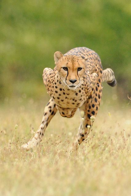 NajivuniaUkenya's tweet photo. Welcome to #MagicalKenya. We are #AllInclusive. 👌👌👌 https://t.co/TcEhEq64Mx
