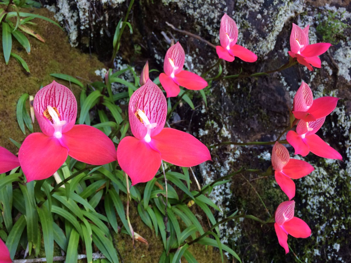 TM_Treks's tweet photo. How's this collection of #RedDisa orchids photographed this week on #TableMountain ๐ท
A #DisaHike is a summer must when visiting #CapeTown https://t.co/5mZ9kUR6hq