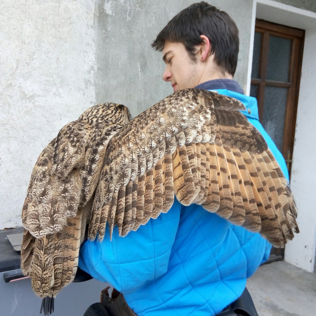 triskalwizards's tweet photo. Diventeremo grandi amici #guforeale #falconeria #messaggeri alati #valled'aosta https://t.co/CEqZ735Z5f