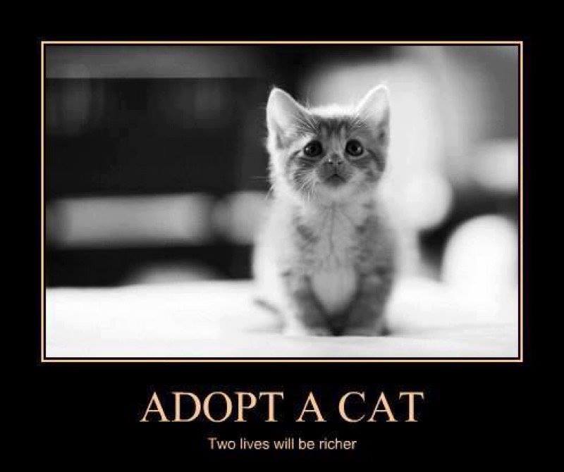 ROKitties's tweet image. 