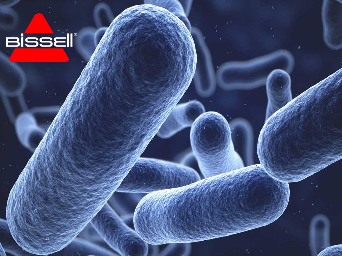 BISSELL_UK's tweet photo. #BugBustingDay… Did you know E Coli and Salmonella causing bacteria could be festering on your floors? When did you last clean your carpets? https://t.co/jYFnyZe7qy