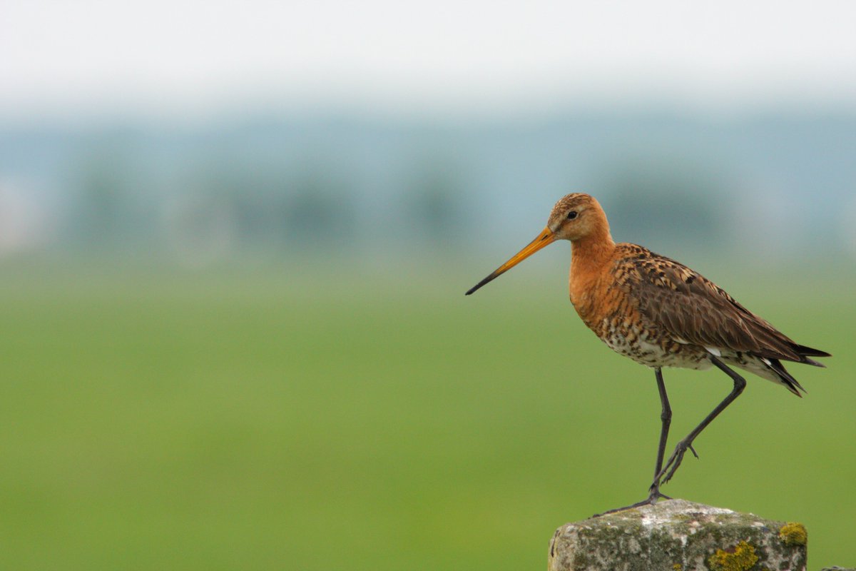 Op 18 en 19 maart heten we de grutto welkom! Ga mee op excursie of kom kijken: vogelbescherming.nl/ontdek-vogels/… (Foto: Martin Hierck)