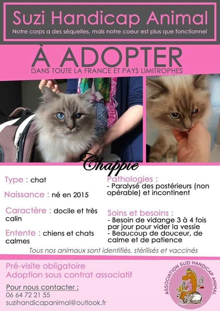 À l'adoption : CHAPPIE 💜 #RT appréciés