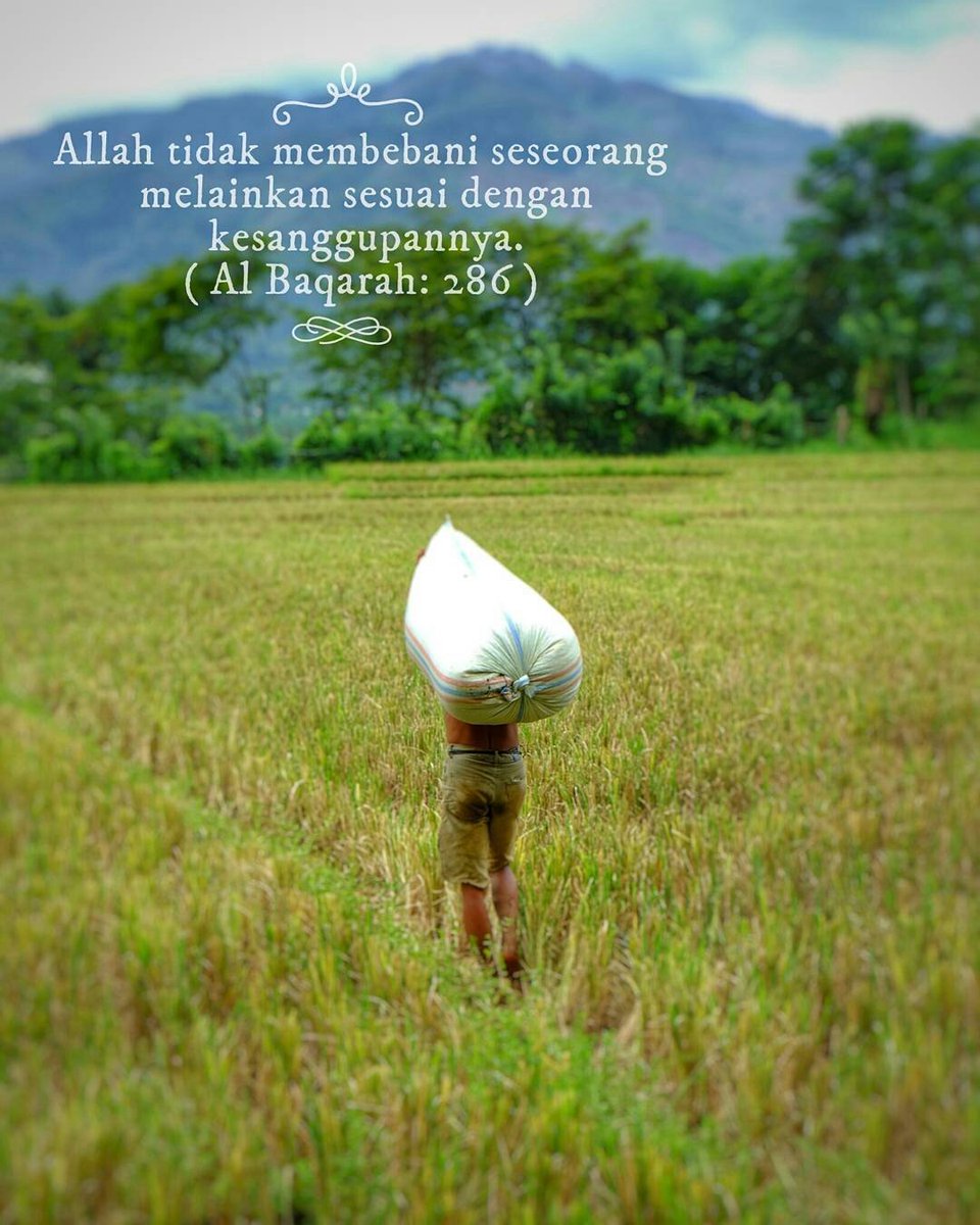 islampedia tweet media