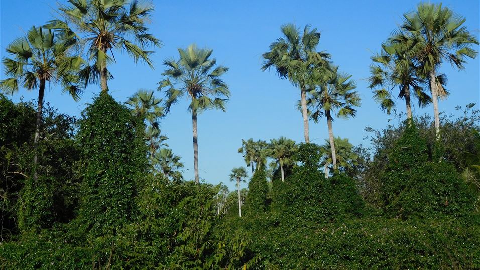 CABI_News's tweet photo. ‘Devils claw’ threatens ‘Tree of life’ in Brazil. See how CABI uses natural ways to control this #invasivespecies. https://t.co/0oPI0naGt1 https://t.co/FEa5T7wxuW