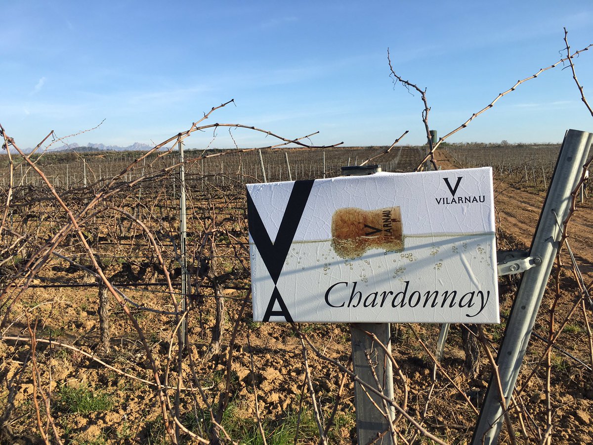 Today I'm visiting the great @CAVESVILARNAU @Vilarnau_UK.  Cava &amp; Calçotada!! #cava <a href="/MeganSpink1/">Megan Spink</a>