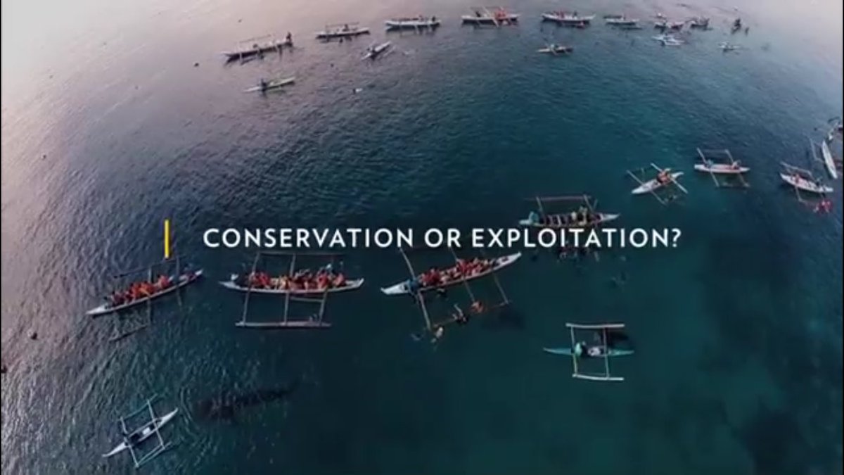 gpph's tweet photo. Catch @NatGeo's feature on Oslob's whale shark tourism tonight at 7pm! #savewhalesharks https://t.co/dE0TFDR00Y
