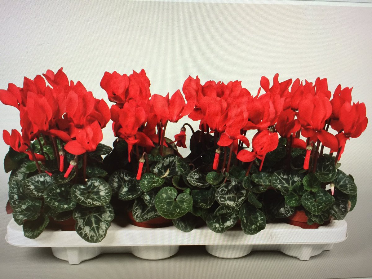 Mooie partij Rode Cyclamen P 10,5 op <a href="/FloraMondo/">FloraMondo</a> #valentijn