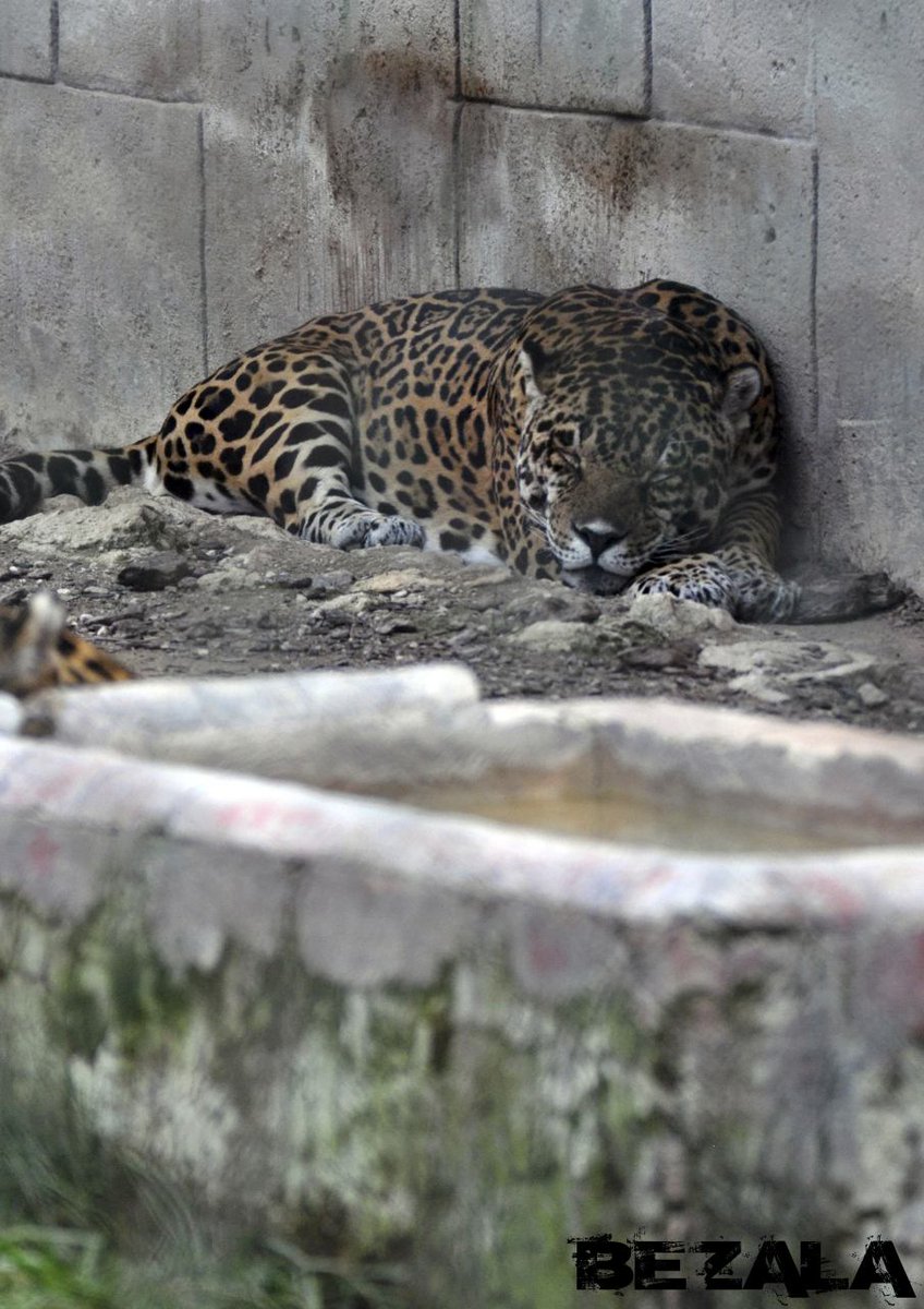 Bezala_AK's tweet photo. "El mayor espectáculo del mundo es verlos en libertad." 
Los zoos son prisiones. Abajo sus muros.
Río Safari Elche (Alicante), 2016. https://t.co/32k7R2t2yG