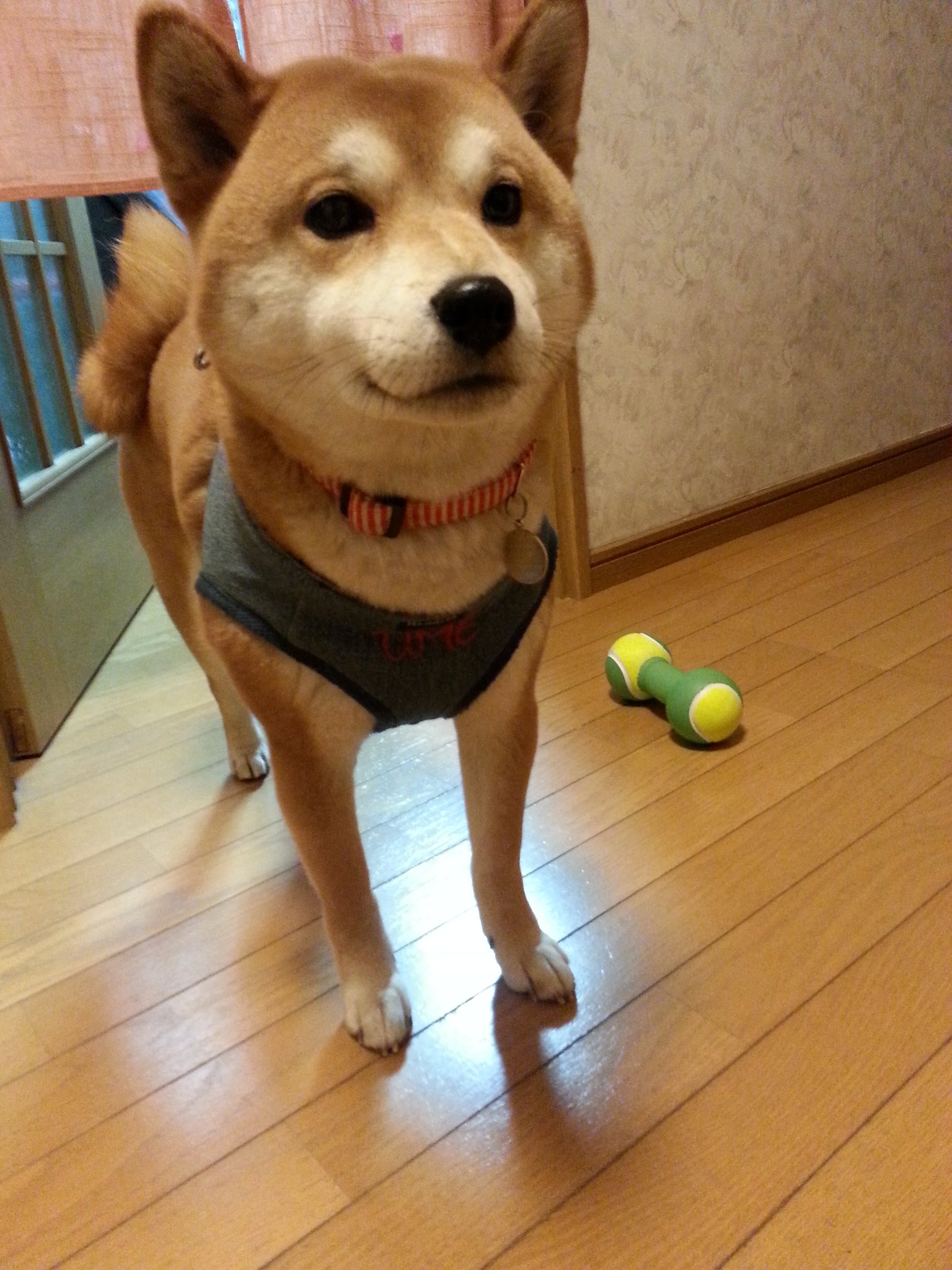 柴犬梅吉 三毛猫みいすけ 柴犬のふたえまぶたが愛おしい 飼い主心の俳句 柴犬 梅吉 T Co nvwewo8j Twitter