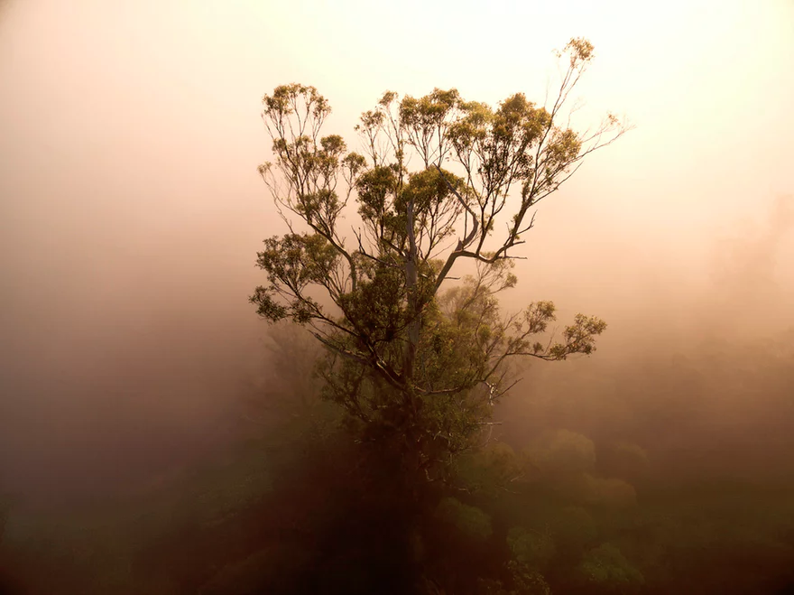 mixdevil66's tweet photo. #Tasmanian #TreeProjects: an intimate portrait from an impossible perspective. One #eucalyptus regnans in #Tasmania https://t.co/x6Uonw9Gen https://t.co/PmHjOrAqF7