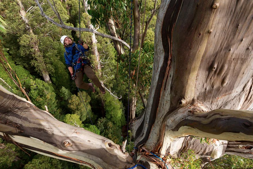 mixdevil66's tweet photo. #Tasmanian #TreeProjects: an intimate portrait from an impossible perspective. One #eucalyptus regnans in #Tasmania https://t.co/x6Uonw9Gen https://t.co/PmHjOrAqF7