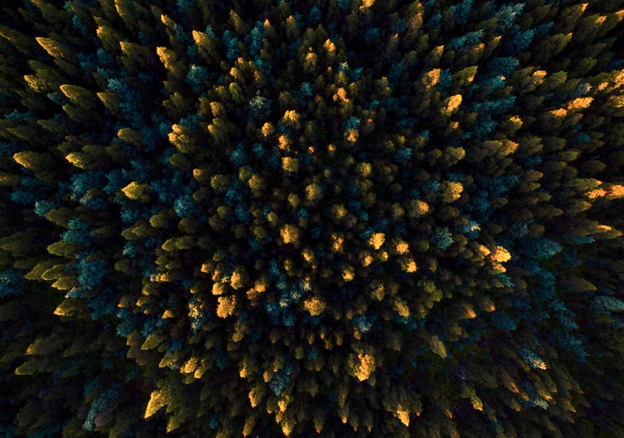 mixdevil66's tweet photo. #Tasmanian #TreeProjects: an intimate portrait from an impossible perspective. One #eucalyptus regnans in #Tasmania https://t.co/x6Uonw9Gen https://t.co/PmHjOrAqF7