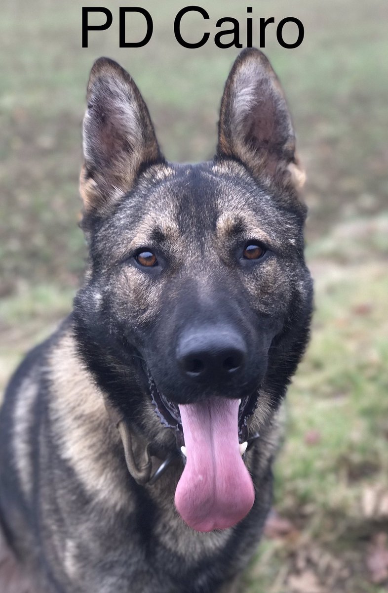 CityPoliceDogs's tweet image. Great training track lots of hard surface in the busy public domain #trainforreality #thenoseknows #protectandserve