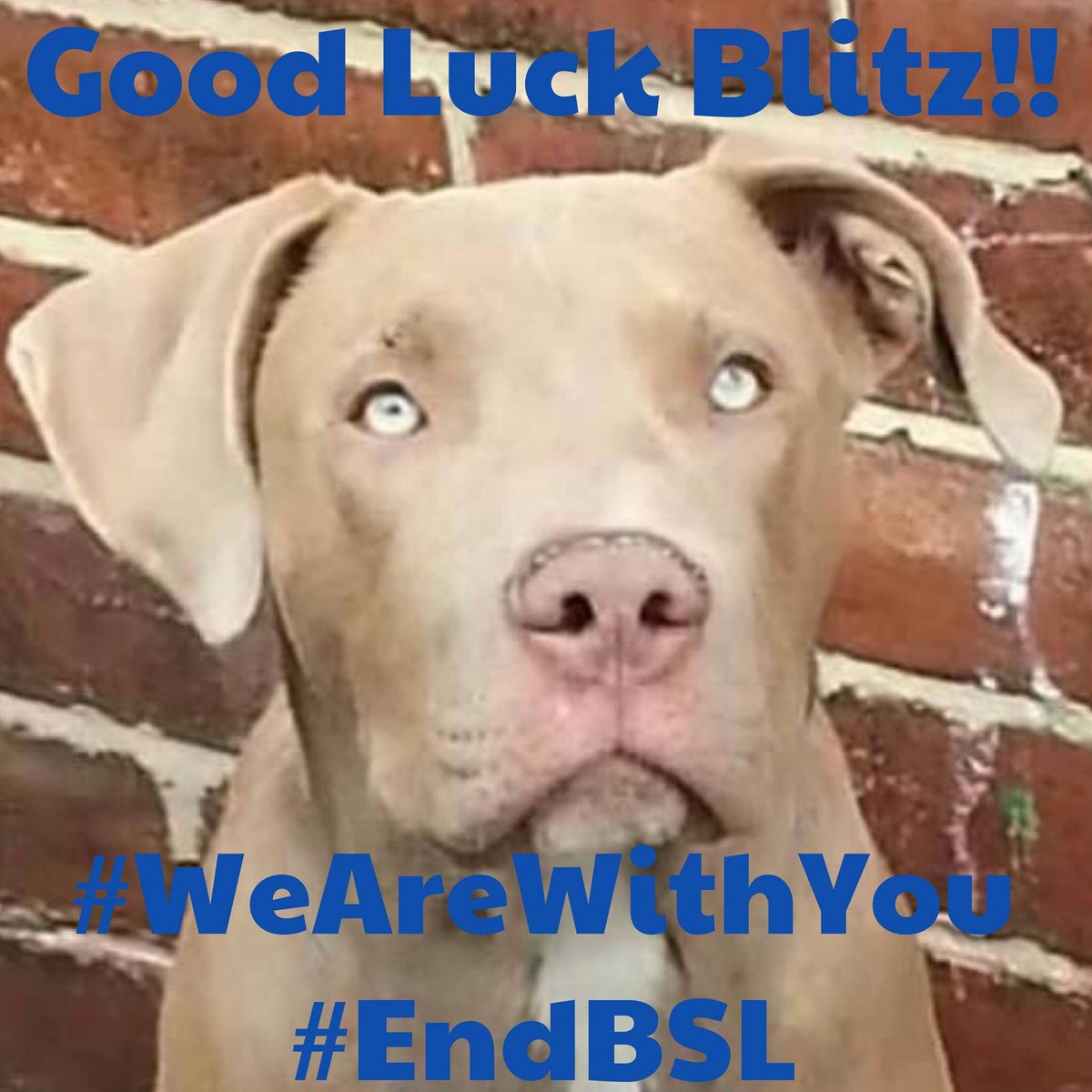 LisaLisaw1's tweet photo. #saveblitz #endbsl #petition https://t.co/ZJEImaTacH #goodluck π #weareallwithyou #goodluckblitz https://t.co/jCtLeIztms