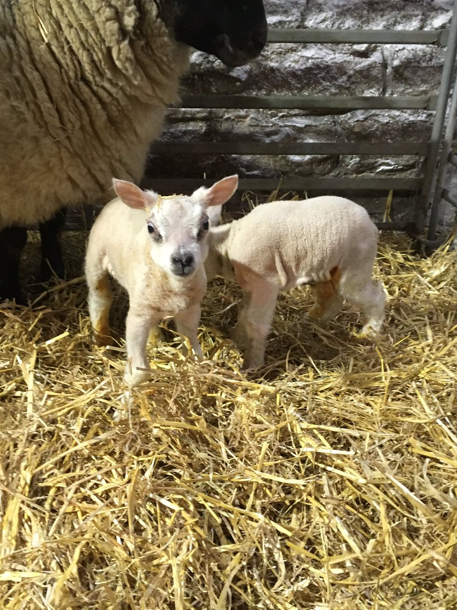 1st lambs of 2017. 2 grand ram lambs by Glenkeen sanders. #sheep365 <a href="/beltexsheep/">Beltex Sheep Society</a>