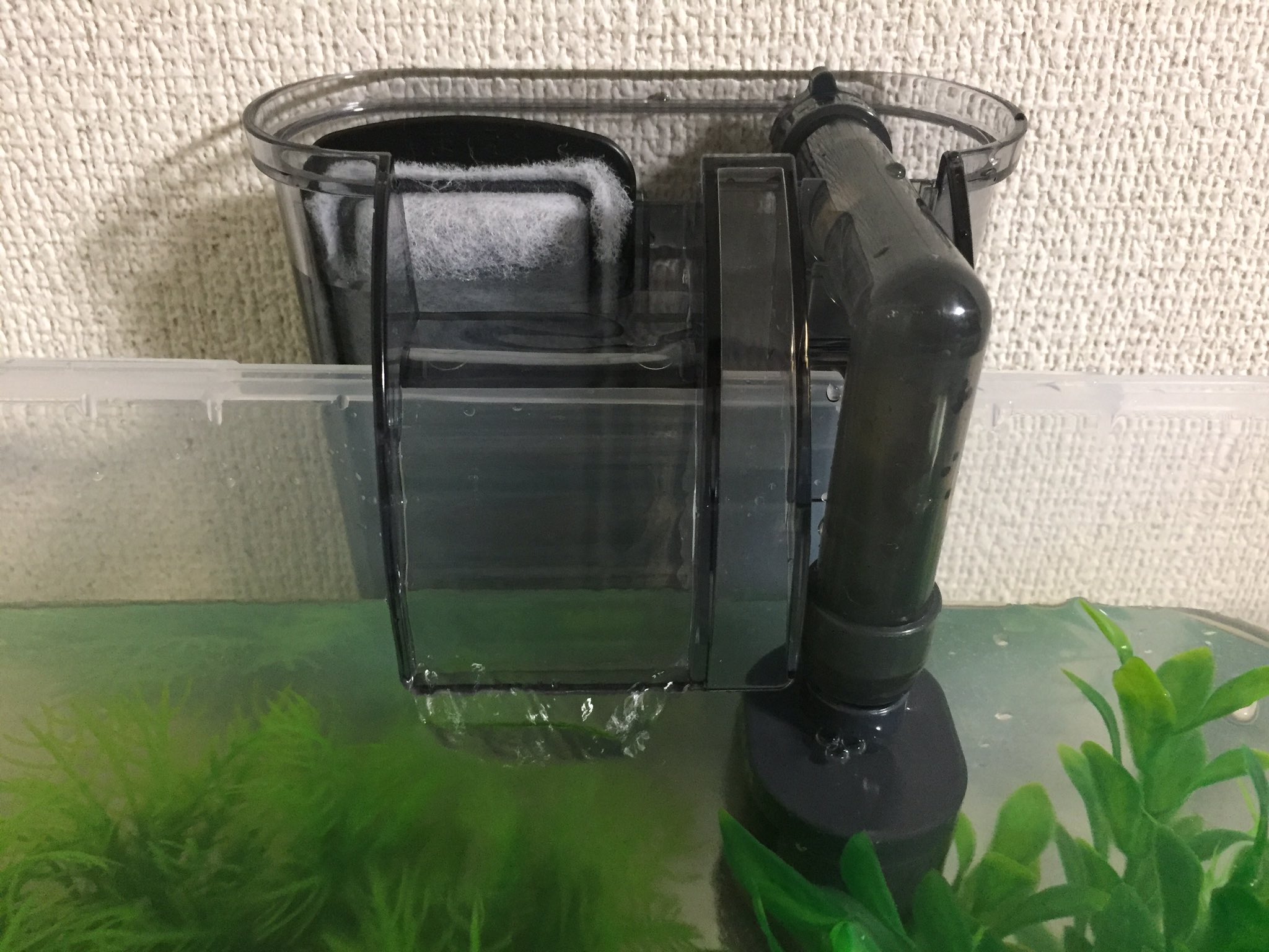 しらす 100円水槽 Gex スリムフィルターss 1000円 Amazon 色々検討した結果 市販品を使用することにしました ほぼ無音ですね チョロチョロ ブーンという音は覚悟してたんですが 無音ですね 素晴らしい ロカボーイなどに比べて 見た目も