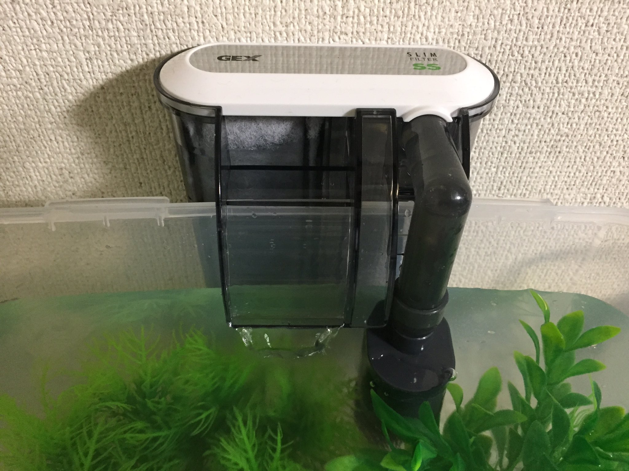 しらす 100円水槽 Twitterren Gex スリムフィルターss 1000円 Amazon 色々検討した結果 市販品を使用することにしました ほぼ無音ですね チョロチョロ ブーンという音は覚悟してたんですが 無音ですね 素晴らしい ロカボーイなどに比べて 見た目も