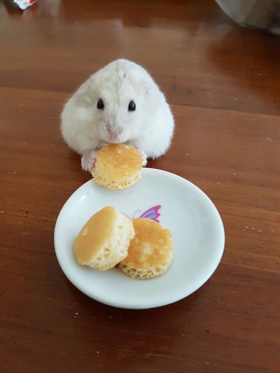 Queen_Chanyce's tweet image. So cute! A friend's hamster