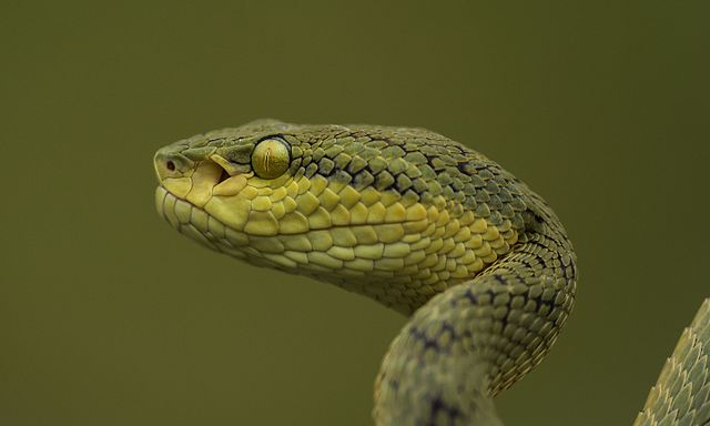 tpultarova's tweet photo. Pit viper-inspired mechanism improves artificial skin's temperature sensing
https://t.co/FGTstw0lZ1 https://t.co/0kGwGIUE6H