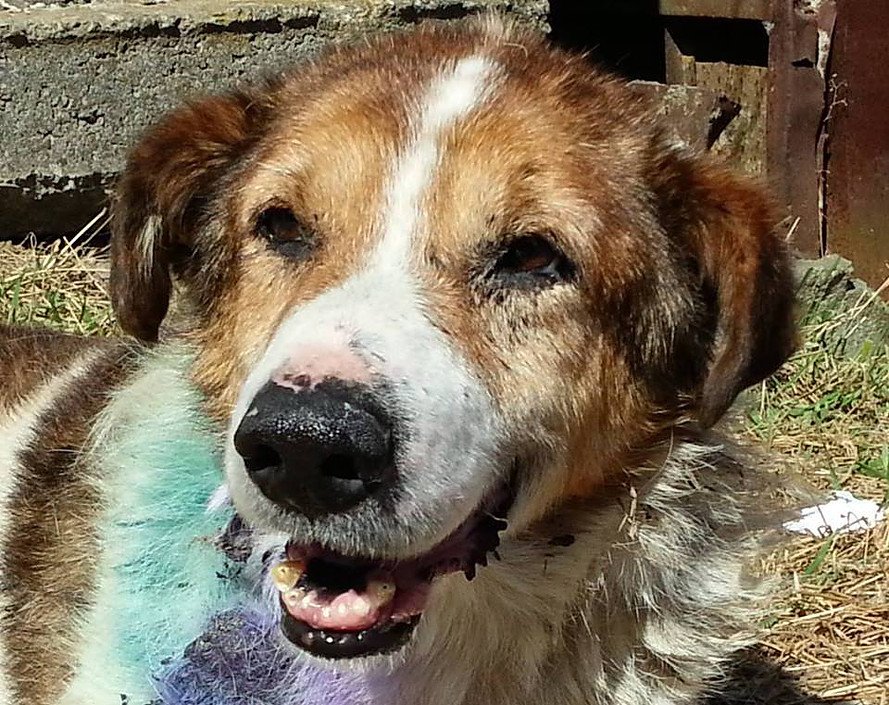 GoodVetPetGuide's tweet photo. Since 2013 @bidtosaveastray  has rescued, spayed &amp; brought back to health over 2000 #dogs 
Find out how you can help https://t.co/ySC9NoQl13 https://t.co/hbve2IFGR8